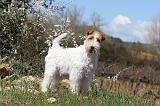 FOX TERRIER 124